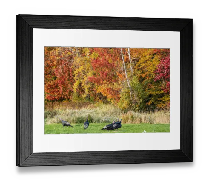 Framed Print : USA, Vermont, Morrisville. Lyle McKee Road, fall foliage, flock of wild turkeys Framed Print : USA, Vermont, Morrisville. Lyle McKee Road, fall foliage, flock of wild turkeys