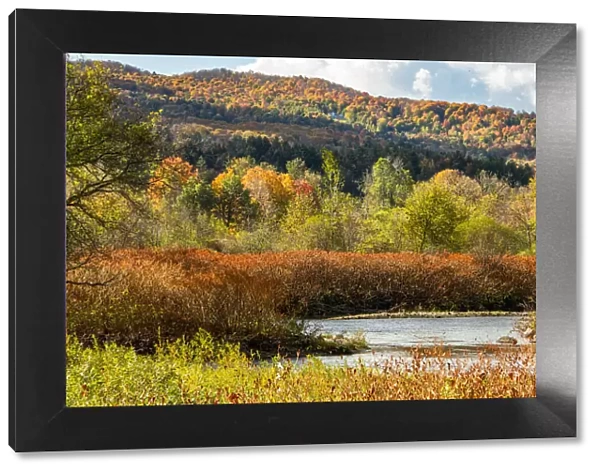 USA, Vermont, Stowe. Fall foliage along Little River