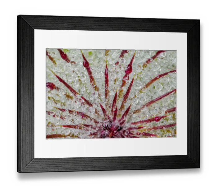 Framed Print : Water drops on thistle, Hurricane Ridge, Olympic National Park, Washington State
