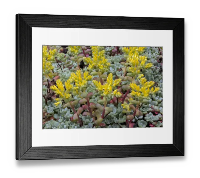 Framed Print : Broadleaf stonecrop, Olympic National Park, Washington State