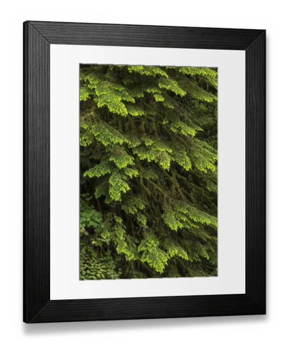 Framed Print : Western hemlock tree, Hoh Rainforest, Olympic National Park, Washington State