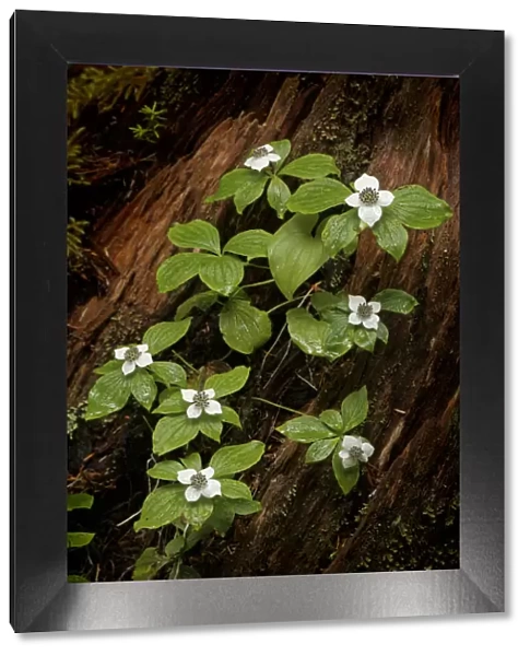 Dogwood bunchberry, Olympic National Park, Washington State