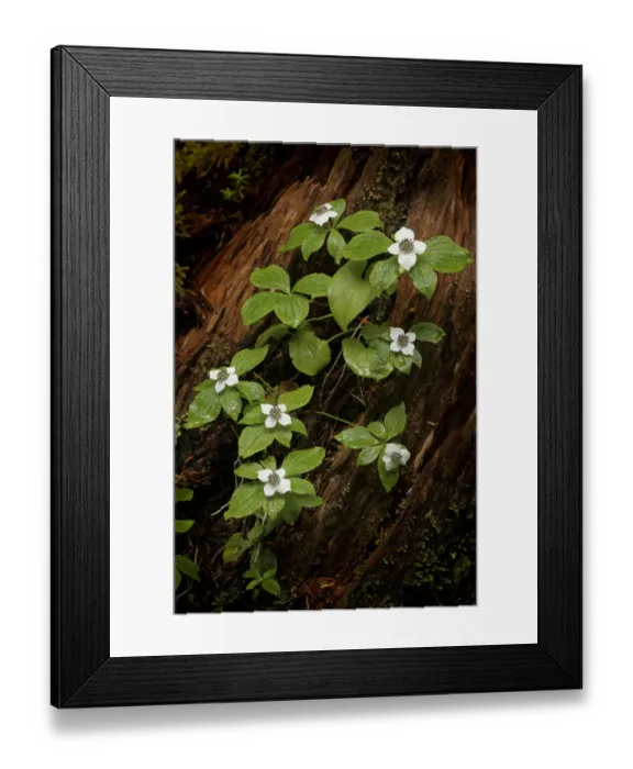 Framed Print : Dogwood bunchberry, Olympic National Park, Washington State Framed Print : Dogwood bunchberry, Olympic National Park, Washington State