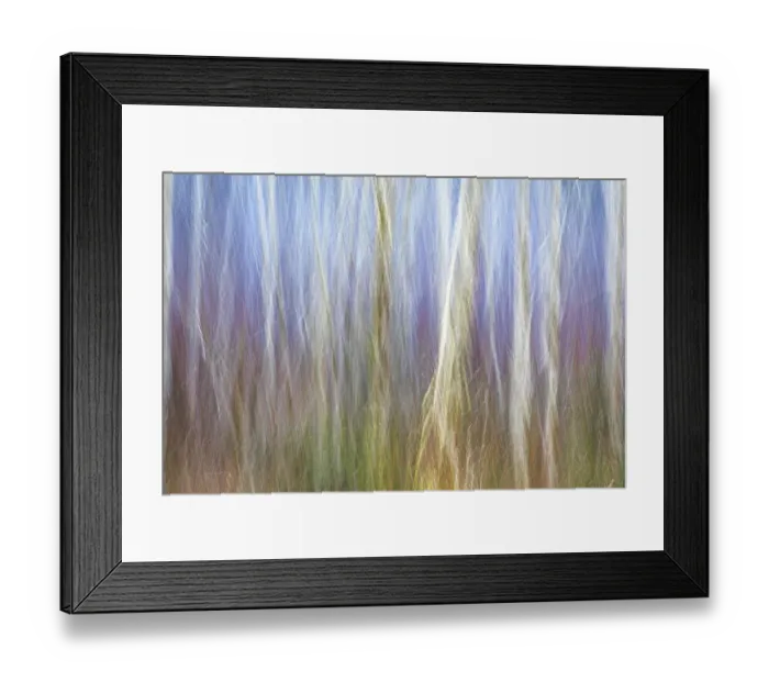 Framed Print : USA, Washington State, Seabeck. Alder forest abstract Framed Print : USA, Washington State, Seabeck. Alder forest abstract