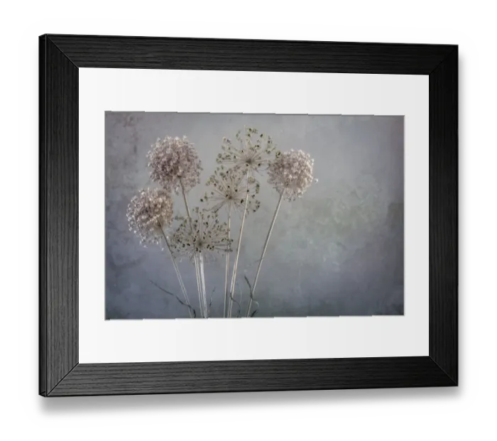 Framed Print : USA, Washington State, Seabeck. Allium seed heads close-up Framed Print : USA, Washington State, Seabeck. Allium seed heads close-up