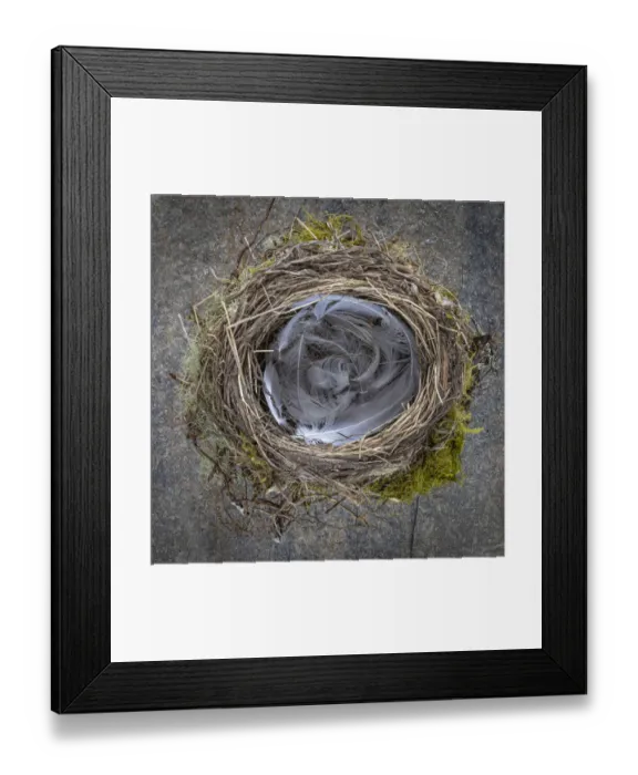 Framed Print : USA, Washington State, Seabeck. Close-up of bird nest padded with feathers