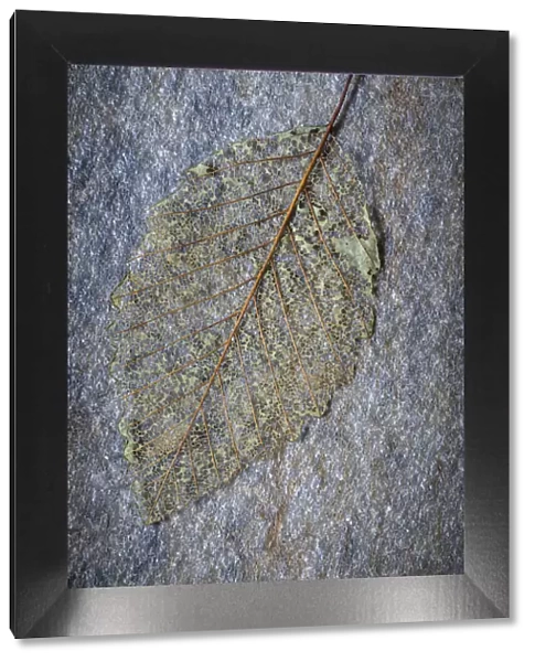USA, Washington State, Seabeck. Skeletonized alder leaf on rock