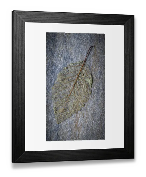 Framed Print : USA, Washington State, Seabeck. Skeletonized alder leaf on rock