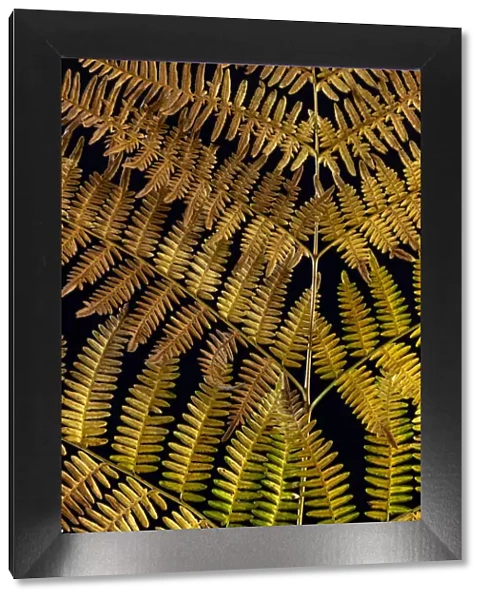 USA, Washington State, Seabeck. Close-up of bracken fern pattern