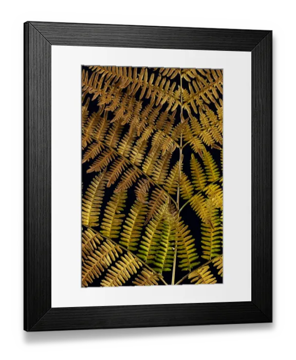 Framed Print : USA, Washington State, Seabeck. Close-up of bracken fern pattern
