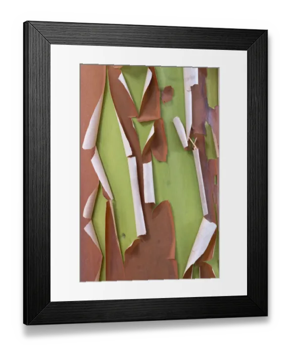 Framed Print : USA, Washington State, Seabeck. Peeling madrone tree bark Framed Print : USA, Washington State, Seabeck. Peeling madrone tree bark