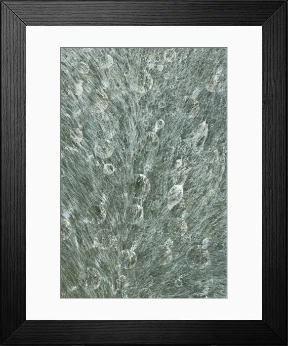 Framed Print : USA, Washington State, Seabeck. Raindrops on a lambs ear leaf Framed Print : USA, Washington State, Seabeck. Raindrops on a lambs ear leaf