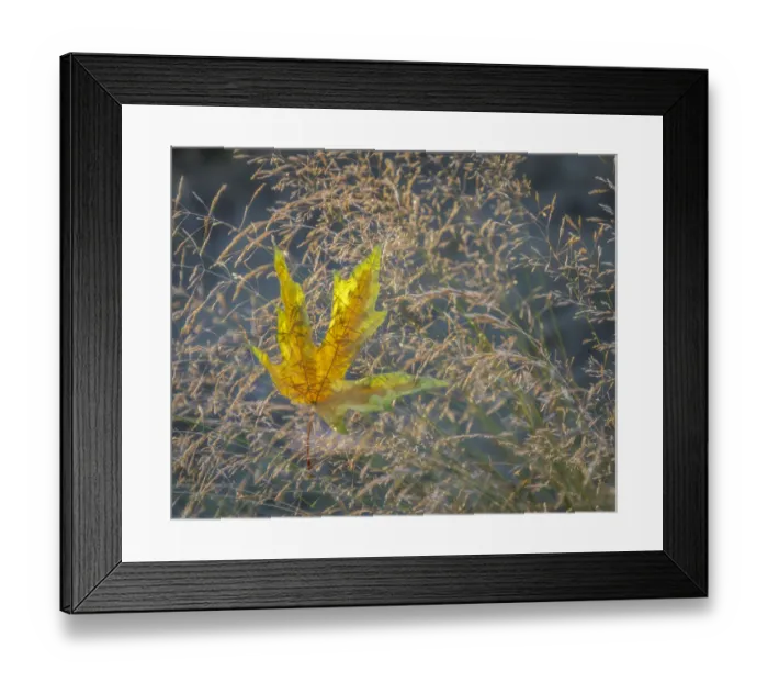 Framed Print : USA, Washington State, Seabeck. Autumn bigleaf maple leaf caught in grasses