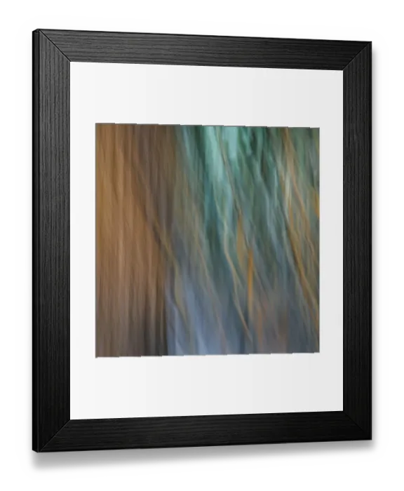 Framed Print : USA, Washington State, Seabeck. Abstract of tree trunk and limbs
