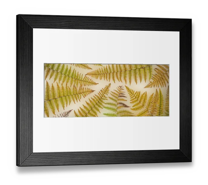 Framed Print : USA, Washington, Seabeck. Panoramic of bracken fern pattern Framed Print : USA, Washington, Seabeck. Panoramic of bracken fern pattern