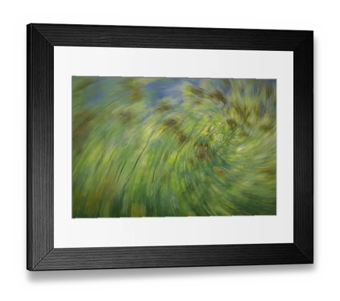 Framed Print : USA, Washington State, Seabeck. Abstract of tansy plant Framed Print : USA, Washington State, Seabeck. Abstract of tansy plant