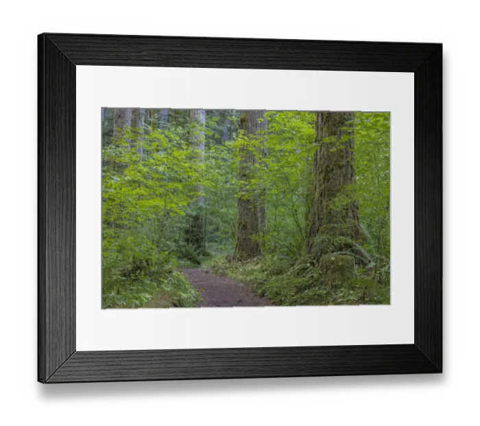 Framed Print : USA, Washington State, Olympic National Forest. Ranger Hole Trail through forest