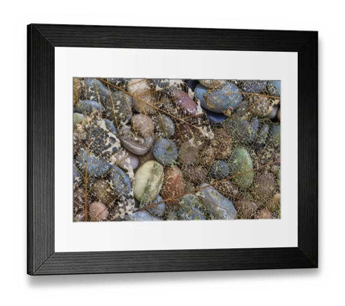 Framed Print : USA, Washington State, Seabeck. Skeletonized leaf on beach rocks Framed Print : USA, Washington State, Seabeck. Skeletonized leaf on beach rocks