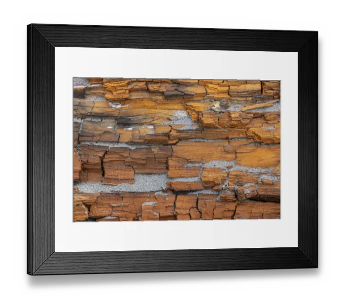 Framed Print : USA, Washington State, Fort Flagler State Park. Crumbling driftwood close-up Framed Print : USA, Washington State, Fort Flagler State Park. Crumbling driftwood close-up