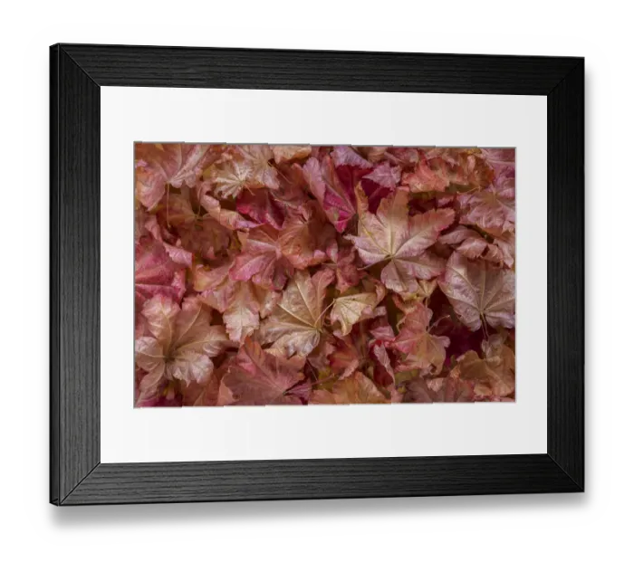 Framed Print : USA, Washington State, Seabeck. Vine maple leaves in autumn