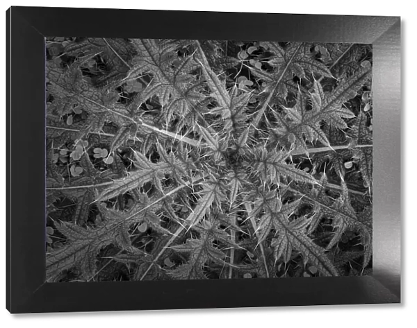 USA, Washington State, Seabeck. Black and white close-up of thistle plant