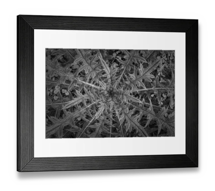 Framed Print : USA, Washington State, Seabeck. Black and white close-up of thistle plant Framed Print : USA, Washington State, Seabeck. Black and white close-up of thistle plant