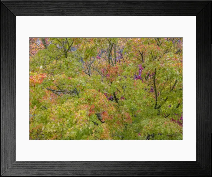 Framed Print : USA, Washington State, Seabeck. Japanese maple tree in autumn Framed Print : USA, Washington State, Seabeck. Japanese maple tree in autumn