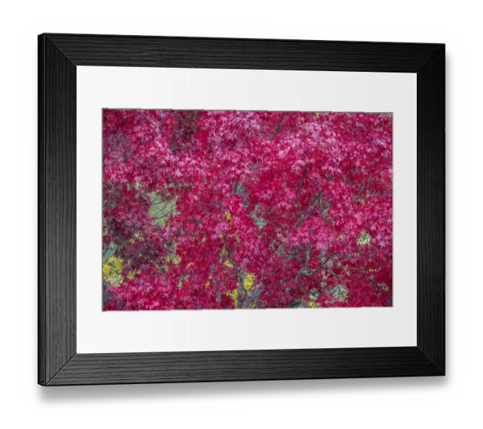 Framed Print : USA, Washington State, Seabeck. Japanese maple tree in autumn Framed Print : USA, Washington State, Seabeck. Japanese maple tree in autumn