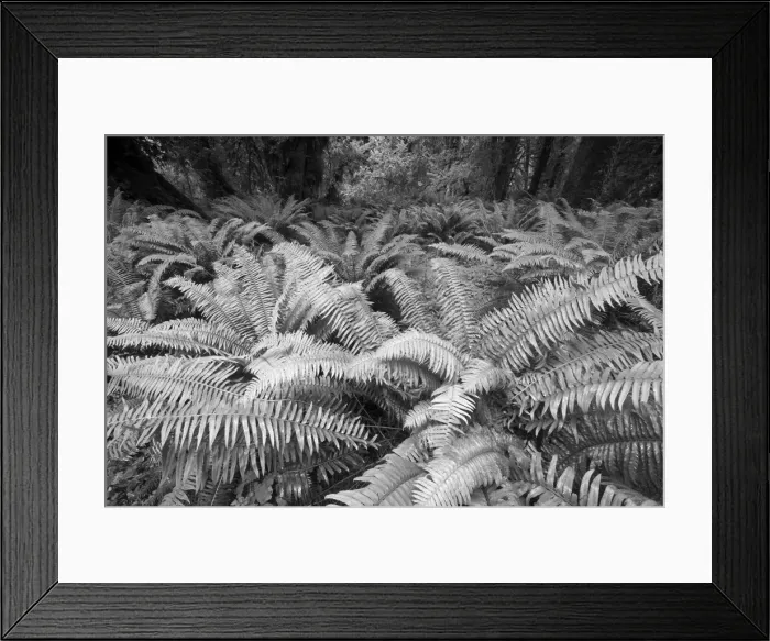 Framed Print : Usa, Washington State. Giant ferns carpet the ground in the Hoh Rainforest, Olympic National Park Framed Print : Usa, Washington State. Giant ferns carpet the ground in the Hoh Rainforest, Olympic National Park