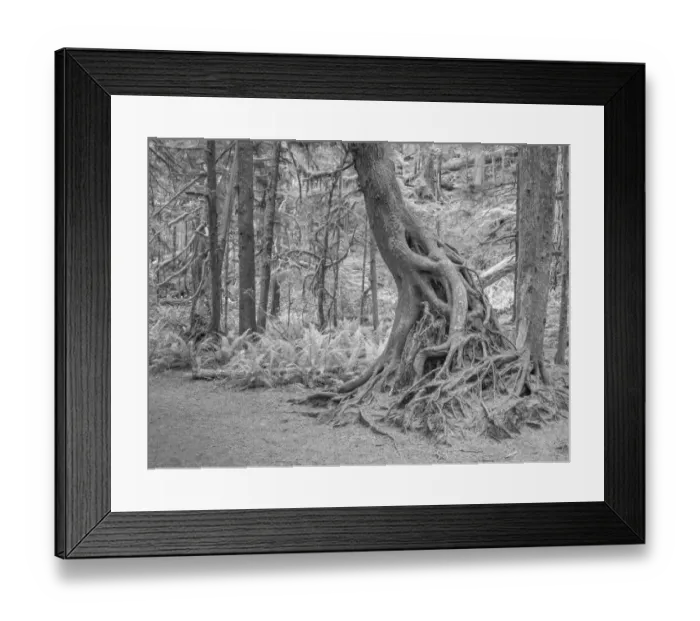Framed Print : Usa, Washington State, Olympic National Park. Tangled rainforest roots of a rainforest tree struggle for survival in the Marymere Falls area Framed Print : Usa, Washington State, Olympic National Park. Tangled rainforest roots of a rainforest tree struggle for survival in the Marymere Falls area