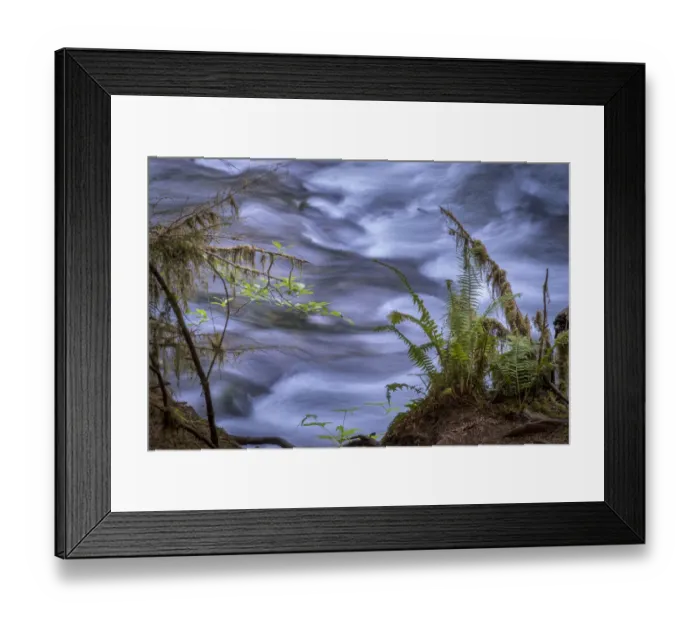 Framed Print : USA, Washington State, Fern Framed Print : USA, Washington State, Fern