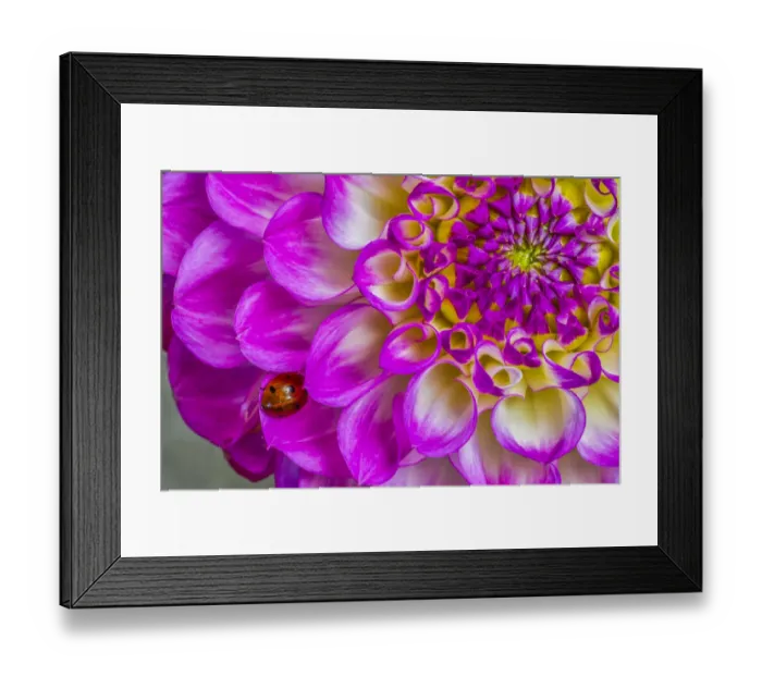 Framed Print : Usa, Washington State, Sammamish. Ladybug on a Dahlia