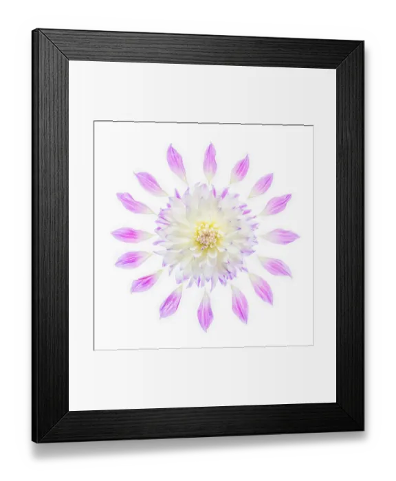 Framed Print : Usa, Washington State, Sammamish. Flower Design Framed Print : Usa, Washington State, Sammamish. Flower Design