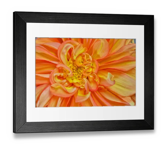 Framed Print : Usa, Washington State, Sammamish. Dahlia Closeup