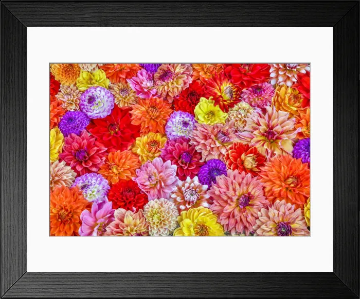 Framed Print : Usa, Washington State, Sammamish. Group of Dahlias Framed Print : Usa, Washington State, Sammamish. Group of Dahlias