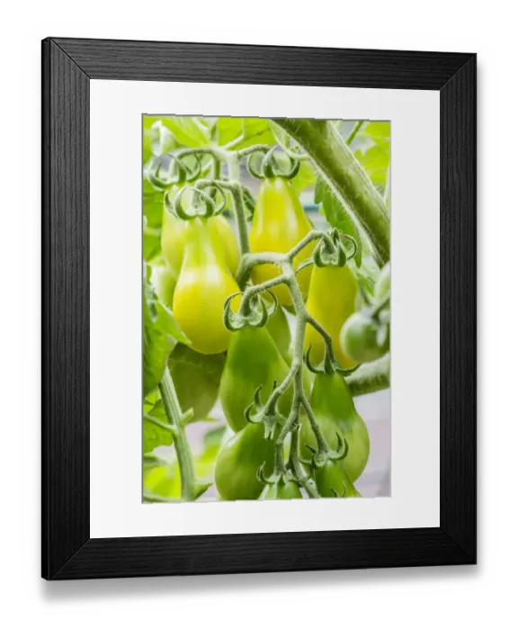 Framed Print : Issaquah, Washington State, USA. Heirloom Yellow Pear tomatoes growing in a garden. They are similar to a red fig in shape and taste with extremely strong, productive vines and bright golden fleshy fruit Framed Print : Issaquah, Washington State, USA. Heirloom Yellow Pear tomatoes growing in a garden. They are similar to a red fig in shape and taste with extremely strong, productive vines and bright golden fleshy fruit