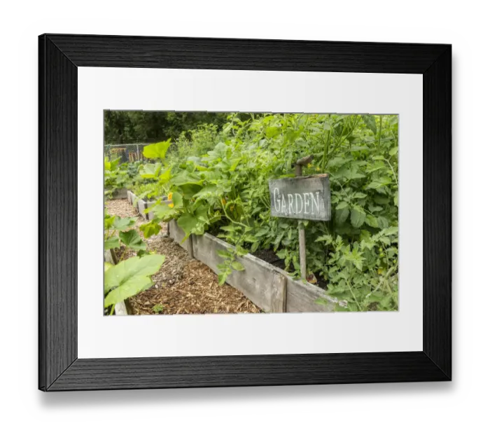 Framed Print : Issaquah, Washington State, USA. Cherry tomato plants growing with small tomato cages, in a raised bed garden. The bountiful volume of leaves has way overgrown the small tomato cages