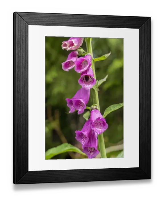 Framed Print : Issaquah, Washington State, USA. Common Foxglove (Digitalis purpurea) is a perennial or biennial, and has spikes of tubular flowers. A bumble bee is pollinating one of the blossoms Framed Print : Issaquah, Washington State, USA. Common Foxglove (Digitalis purpurea) is a perennial or biennial, and has spikes of tubular flowers. A bumble bee is pollinating one of the blossoms