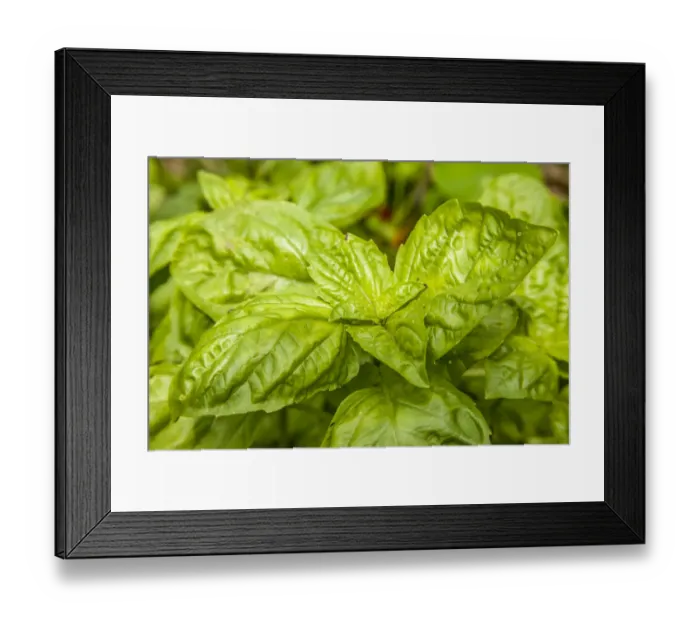Framed Print : Issaquah, Washington State, USA. Genovese basil plants. Genovese basil is one of the best basil varieties because it yields 7 to 8 cuttings and makes the best pesto Framed Print : Issaquah, Washington State, USA. Genovese basil plants. Genovese basil is one of the best basil varieties because it yields 7 to 8 cuttings and makes the best pesto