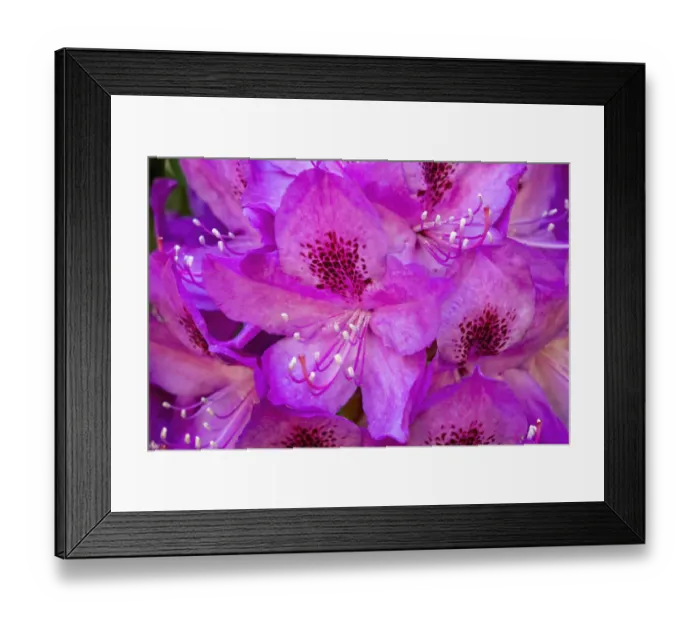 Framed Print : Issaquah, Washington State, USA. Deep Pink rhododendron in bloom. Also called Pacific Rhododendron, California rosebay, coast rhododendron or big leaf rhododendron Framed Print : Issaquah, Washington State, USA. Deep Pink rhododendron in bloom. Also called Pacific Rhododendron, California rosebay, coast rhododendron or big leaf rhododendron