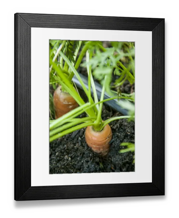 Framed Print : Issaquah, Washington State, USA. Yaya carrots growing with tops showing, ready to harvest. The drip watering system shown provides a water efficient way of keeping the bed watered Framed Print : Issaquah, Washington State, USA. Yaya carrots growing with tops showing, ready to harvest. The drip watering system shown provides a water efficient way of keeping the bed watered
