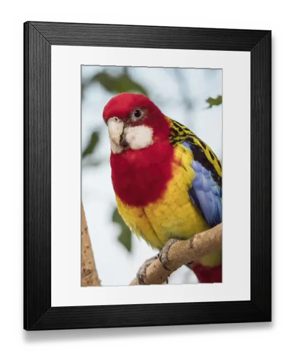 Framed Print : Seattle, Washington State, USA. Eastern Rosella is a rosella native to southeast of the Australian continent and to Tasmania. Captive at Woodland Park Zoo