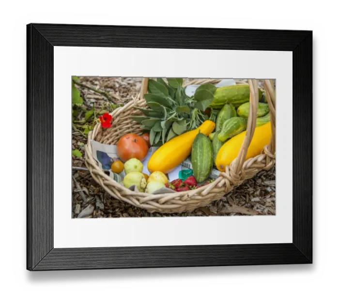 Framed Print : Issaquah, Washington State, USA. Basket of freshly harvested produce, including lemon and green cucumbers, yellow summer squash, strawberries and tomatoes Framed Print : Issaquah, Washington State, USA. Basket of freshly harvested produce, including lemon and green cucumbers, yellow summer squash, strawberries and tomatoes