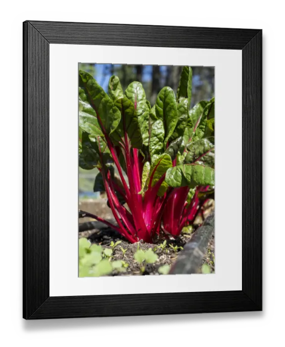 Framed Print : Issaquah, Washington State, USA. Over-wintered Ruby Red Chard plants in a springtime garden. This heirloom Swiss chard is attractive, delicious and nutritious Framed Print : Issaquah, Washington State, USA. Over-wintered Ruby Red Chard plants in a springtime garden. This heirloom Swiss chard is attractive, delicious and nutritious
