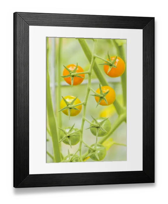 Framed Print : Issaquah, Washington State, USA. Cluster of Sun Gold cherry tomatoes growing on the vine, in various stages of ripeness. This is an indeterminate tomato