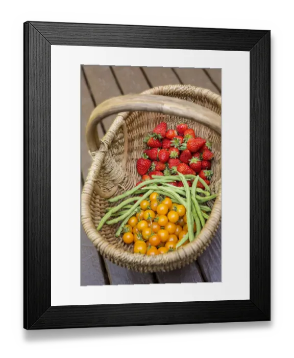 Framed Print : Issaquah, Washington State, USA. Basket of freshly picked strawberries, Monto Cristo pole green beans and Sungold cherry tomatoes resting on a wooden deck Framed Print : Issaquah, Washington State, USA. Basket of freshly picked strawberries, Monto Cristo pole green beans and Sungold cherry tomatoes resting on a wooden deck
