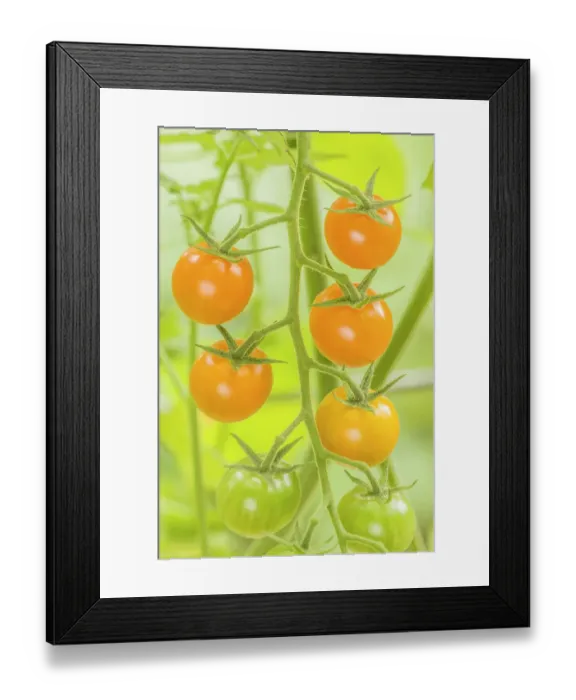 Framed Print : Issaquah, Washington State, USA. Cluster of Sun Gold cherry tomatoes growing on the vine, in various stages of ripeness. This is an indeterminate tomato Framed Print : Issaquah, Washington State, USA. Cluster of Sun Gold cherry tomatoes growing on the vine, in various stages of ripeness. This is an indeterminate tomato