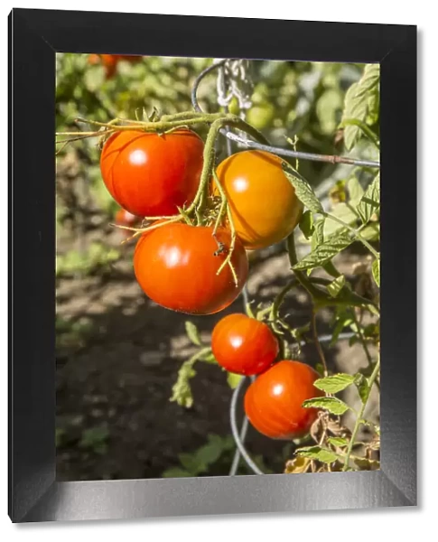 Bellevue, Washington State, USA. Ripe Willamette tomatoes on the vine. It is an early determinate tomato, medium in size with a mild, low acid flavor