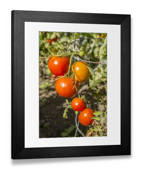 Framed Print : Bellevue, Washington State, USA. Ripe Willamette tomatoes on the vine. It is an early determinate tomato, medium in size with a mild, low acid flavor Framed Print : Bellevue, Washington State, USA. Ripe Willamette tomatoes on the vine. It is an early determinate tomato, medium in size with a mild, low acid flavor