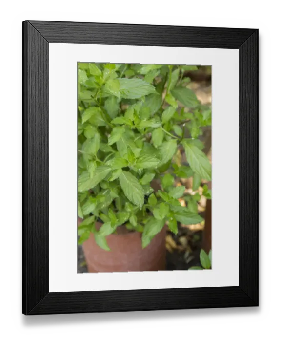 Framed Print : Bellevue, Washington State, USA. Spearmint growing in a clay pot. This highly aromatic plant is valued for its culinary, medicinal and cosmetic use Framed Print : Bellevue, Washington State, USA. Spearmint growing in a clay pot. This highly aromatic plant is valued for its culinary, medicinal and cosmetic use